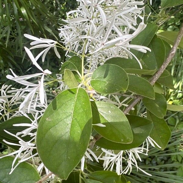 Chionanthus virginicus Lehti