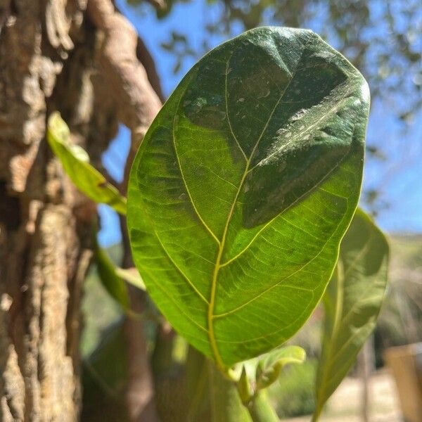 Artocarpus integer Feuille