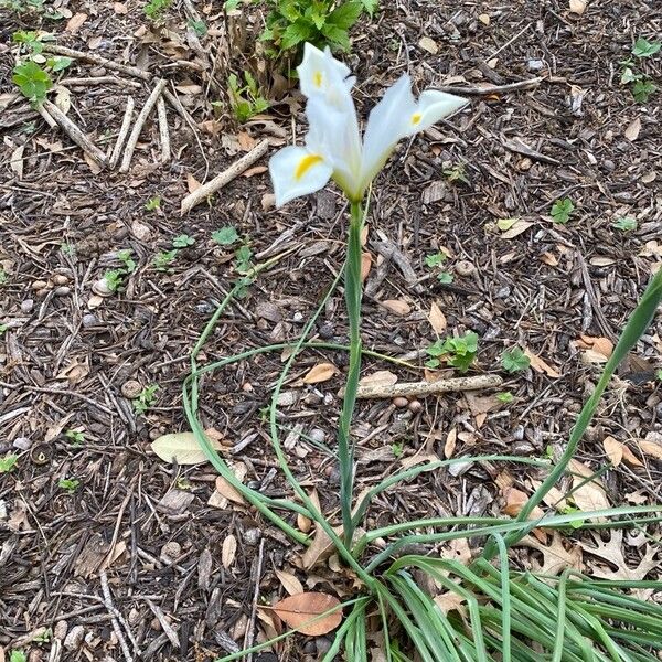 Iris orientalis Žiedas