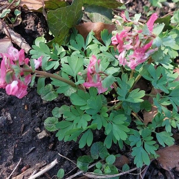 Corydalis solida फूल