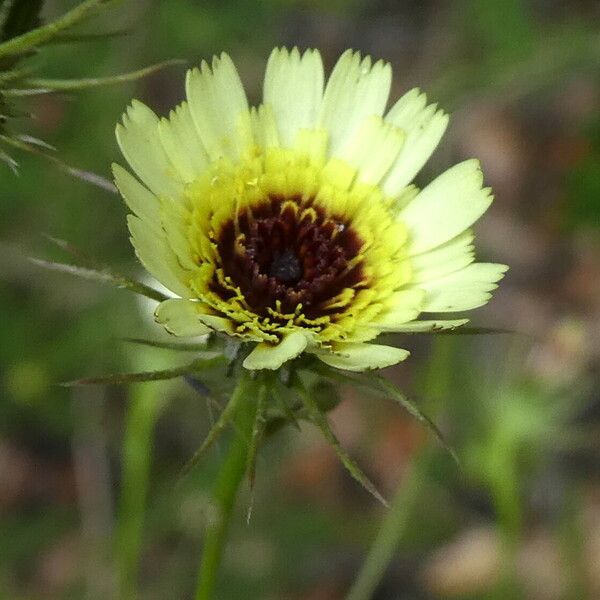 Tolpis barbata Flower