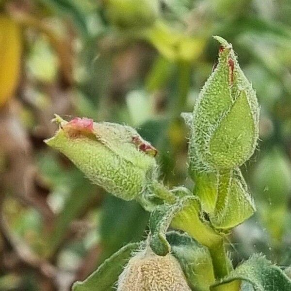 Cistus x purpureus Diğer