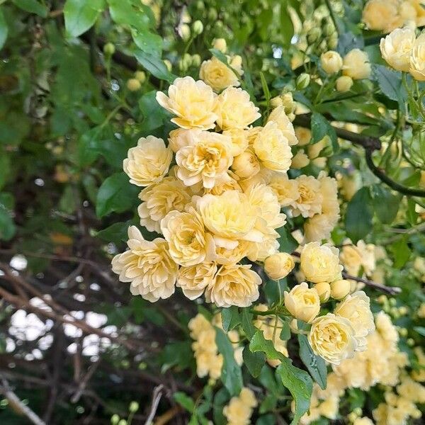 Rosa banksiae Flower