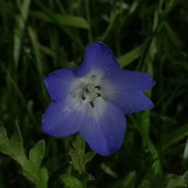 Nemophila menziesii Fleur