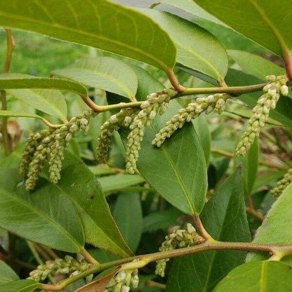 Leucothoe fontanesiana Floro