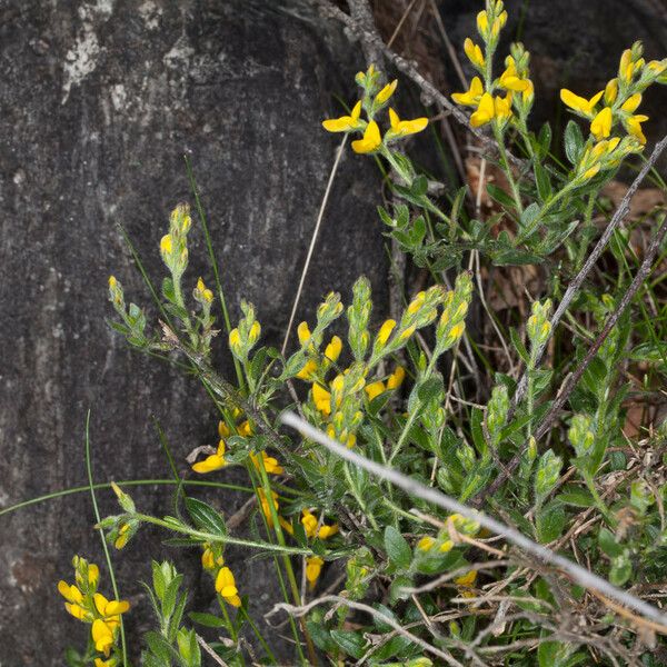 Genista germanica Frunză