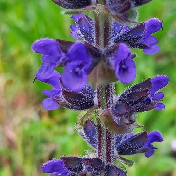 Salvia verbenaca फूल