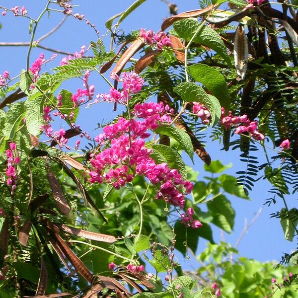 Antigonon leptopus Květ