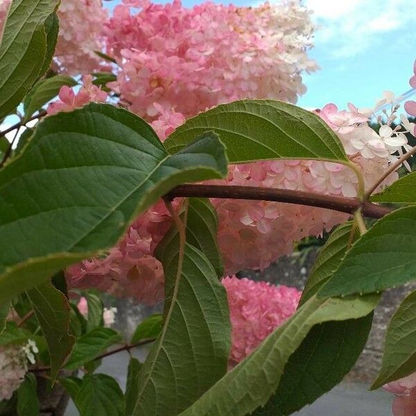 Hydrangea paniculata Beste bat