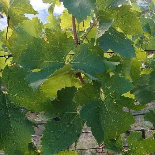 Vitis vinifera Leaf