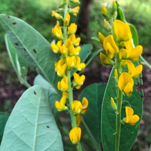 Crotalaria mitchellii Blomst