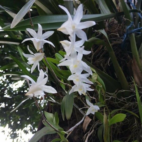 Dendrobium crumenatum ফুল