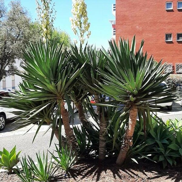 Yucca gloriosa Хабит
