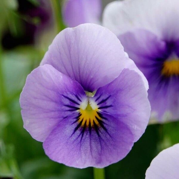 Viola × williamsii Kukka