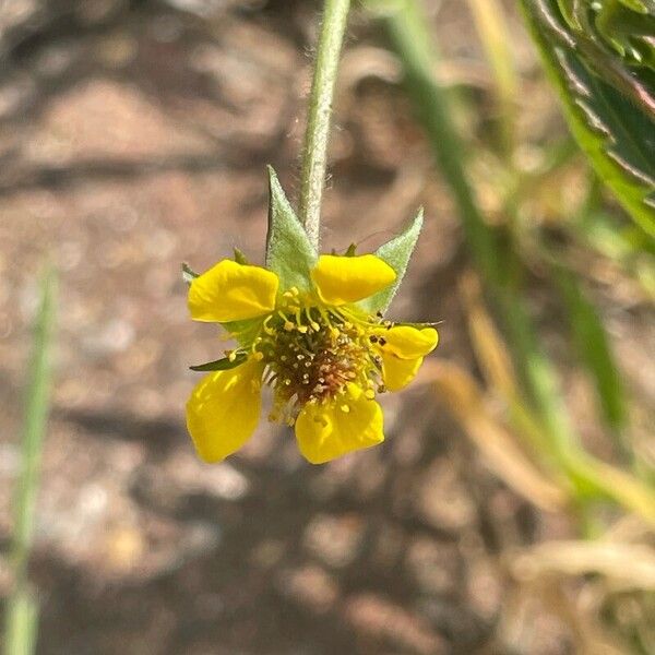 Geum urbanum Flower