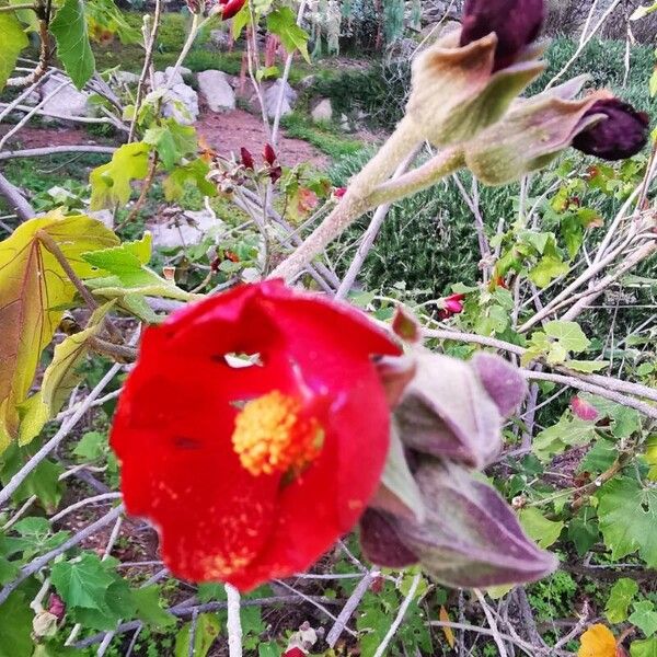 Phymosia umbellata Flower