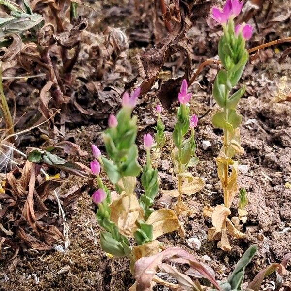 Centaurium tenuiflorum Habit