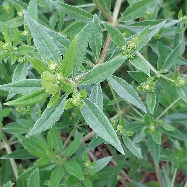 Rubia tinctorum Leaf