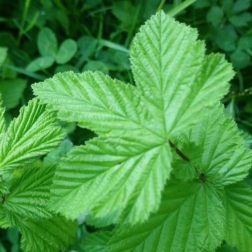 Filipendula ulmaria Лист