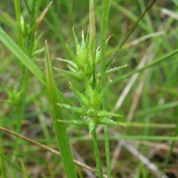 Carex michauxiana Квітка