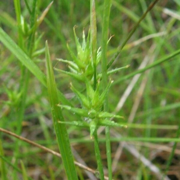 Carex michauxiana Žiedas