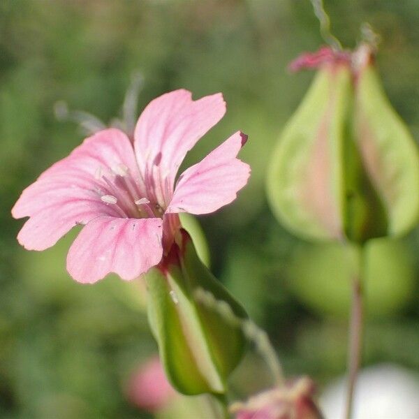 Vaccaria hispanica Flower