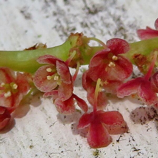 Phyllanthus acidus Flower