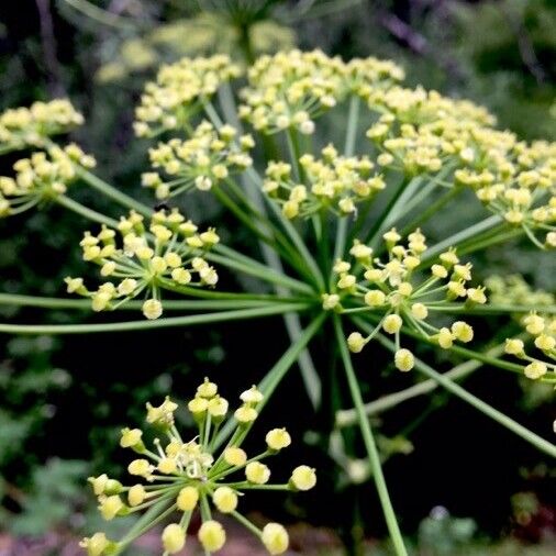 Anethum graveolens 花