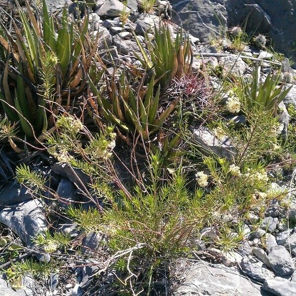 Asclepias linaria Vekstform