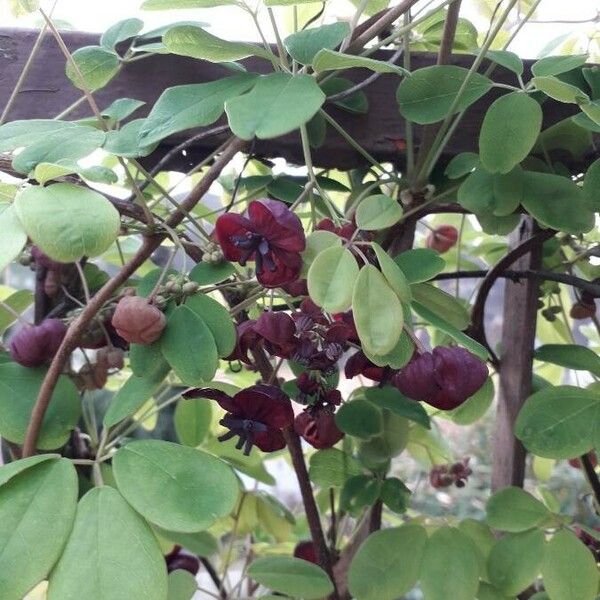 Akebia quinata Flower