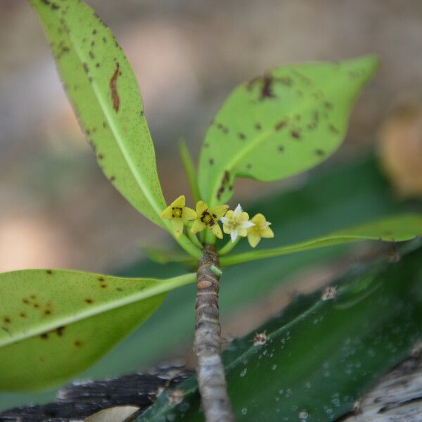 Rhizophora mangle 花