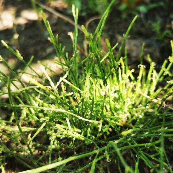 Equisetum arvense Habit