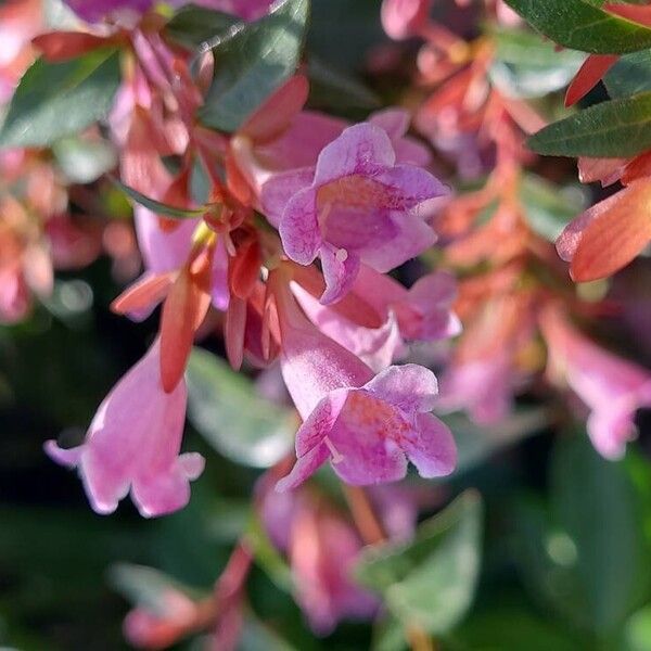 Abelia x grandiflora Flower