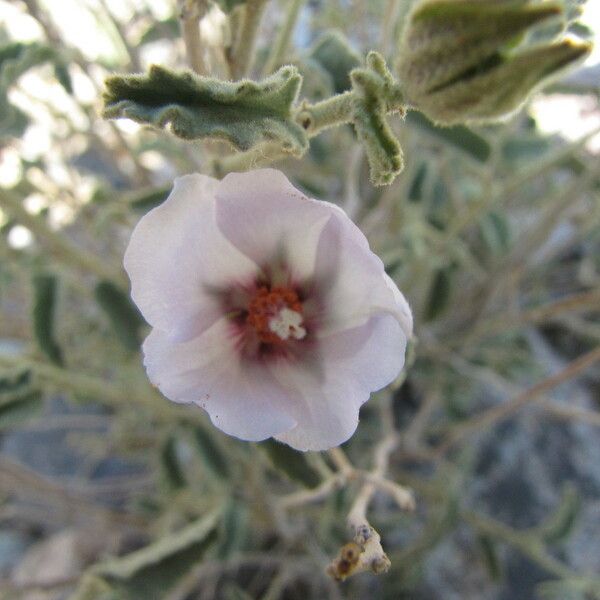 Hibiscus denudatus Цвят