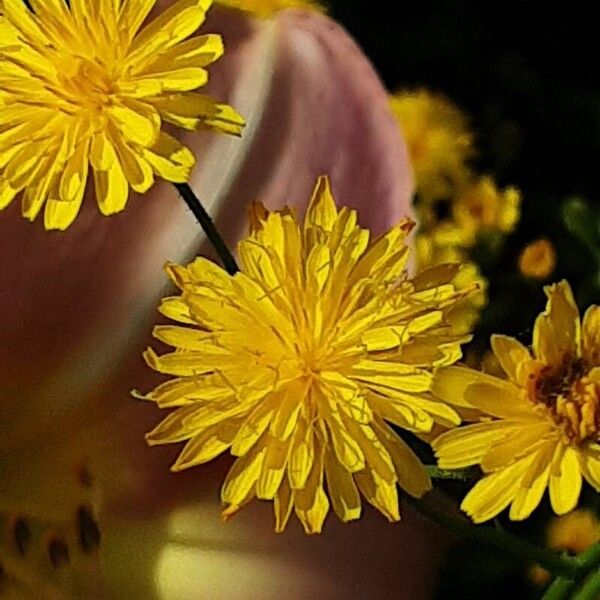 Crepis capillaris Flower