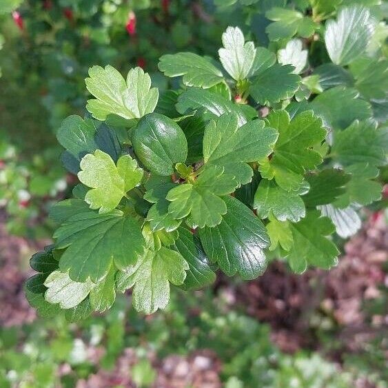 Ribes speciosum Blatt