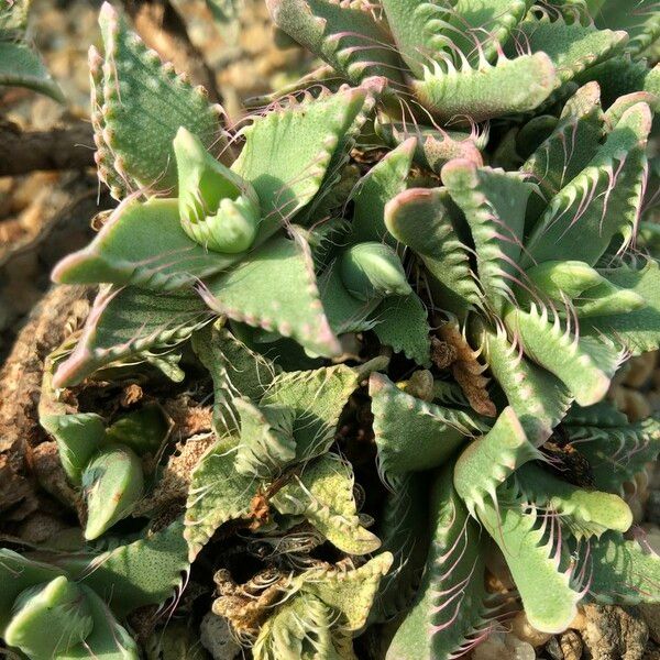 Faucaria tigrina Habitus