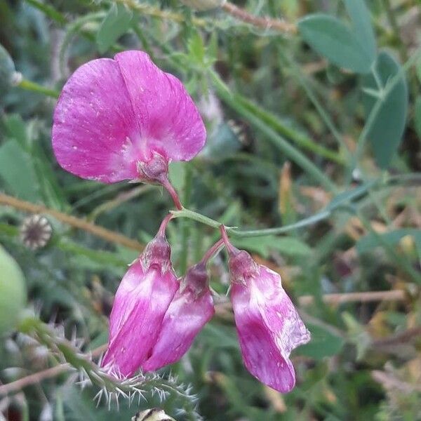 Lathyrus tuberosus 花