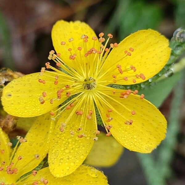 Hypericum richeri Квітка