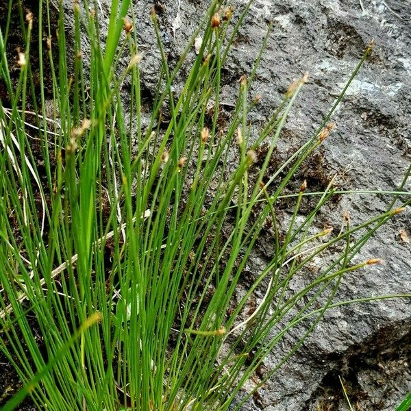 Trichophorum cespitosum Habit