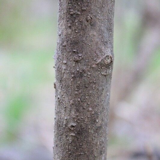 Olea lancea Casca