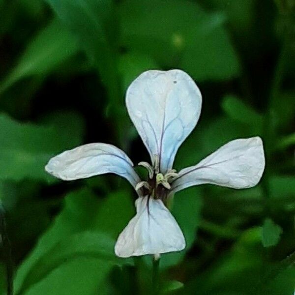 Eruca vesicaria Blomma