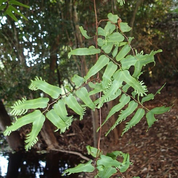 Lygodium microphyllum Folio