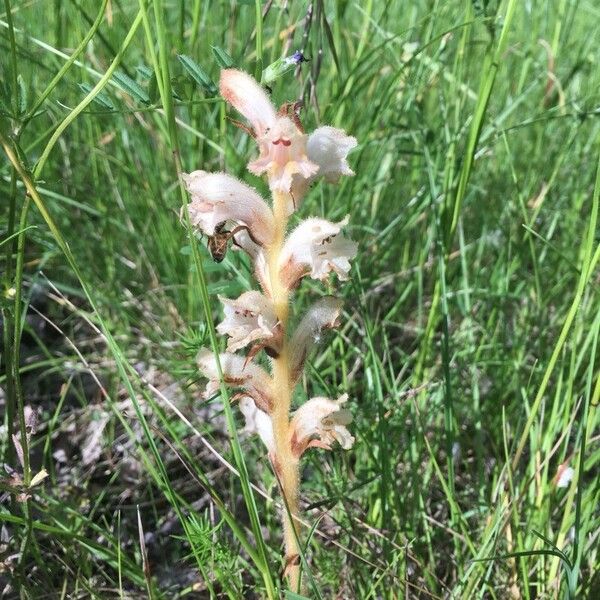 Orobanche caryophyllacea Flower