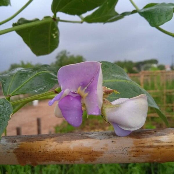 Vigna unguiculata Çiçek