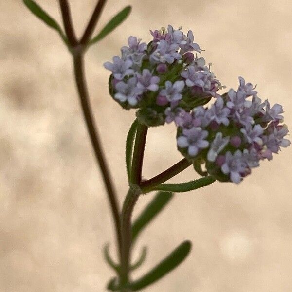 Valeriana coronata Blomst