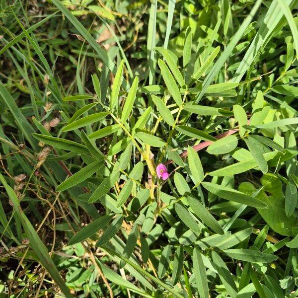 Tephrosia subtriflora Blatt