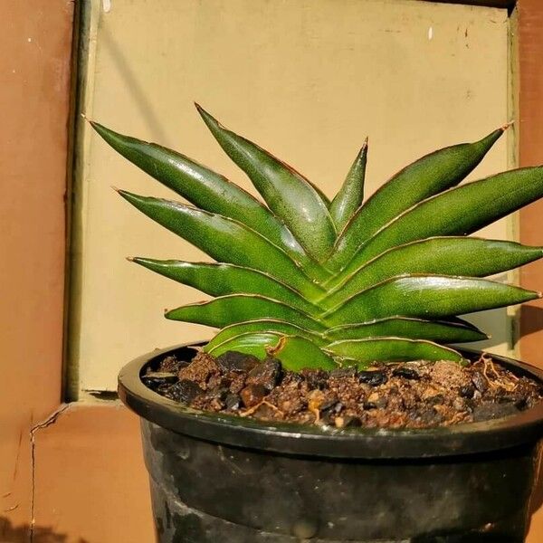 Dracaena hanningtonii Leaf