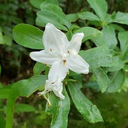 Rhododendron viscosum 花