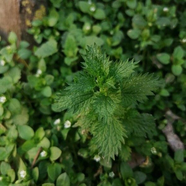 Urtica urens Liść